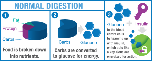 Carbs -glucose - energy